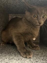 Shelter Stray Female Cat last seen Near Americana Ln, 75150, TX, Mesquite, TX 75149