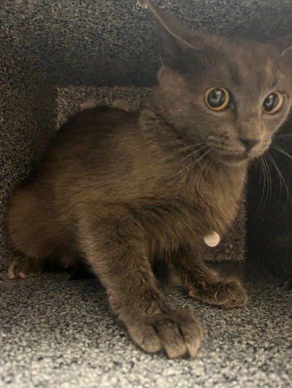 Shelter Stray Female Cat last seen Near Americana Ln, 75150, TX, Mesquite, TX 75149