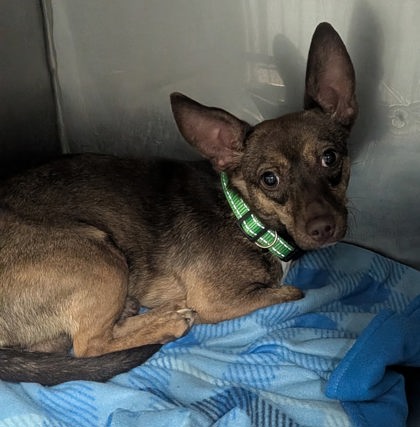 Shelter Stray Male Dog last seen ,  , Los Lunas, NM 87031