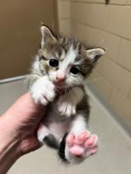 Shelter Stray Male Cat last seen Near Americana Ln, 75150, TX, Mesquite, TX 75149