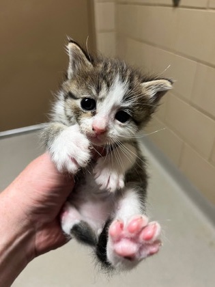 Shelter Stray Male Cat last seen Near Americana Ln, 75150, TX, Mesquite, TX 75149