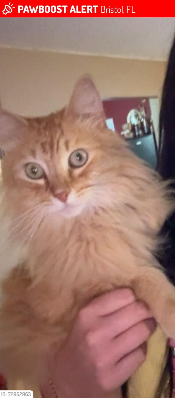 Lost Male Cat last seen Judy Dr , Bristol, FL 32321