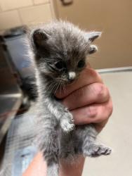 Shelter Stray Male Cat last seen Near Americana Ln, 75150, TX, Mesquite, TX 75149