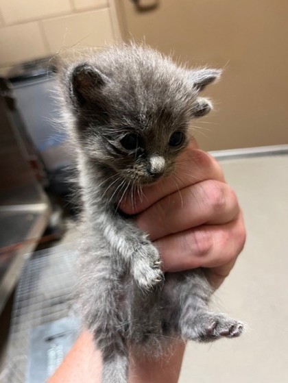 Shelter Stray Male Cat last seen Near Americana Ln, 75150, TX, Mesquite, TX 75149