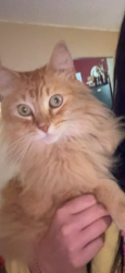 Lost Male Cat last seen Judy Dr , Bristol, FL 32321