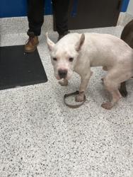 Shelter Stray Male Dog last seen College Park, GA 30337, Atlanta, GA 30336