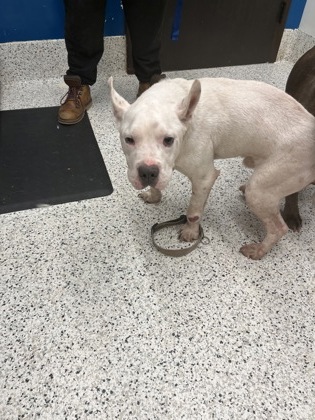 Shelter Stray Male Dog last seen College Park, GA 30337, Atlanta, GA 30336