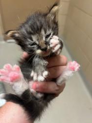 Shelter Stray Male Cat last seen Near Americana Ln, 75150, TX, Mesquite, TX 75149
