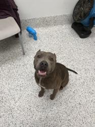 Shelter Stray Female Dog last seen College Park, GA 30337, Atlanta, GA 30336