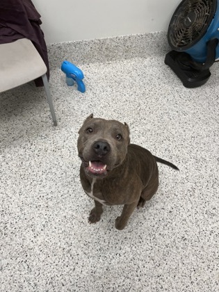 Shelter Stray Female Dog last seen College Park, GA 30337, Atlanta, GA 30336