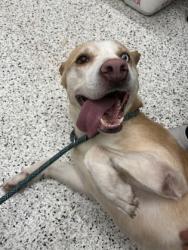 Shelter Stray Male Dog last seen College Park, GA 30337, Atlanta, GA 30336