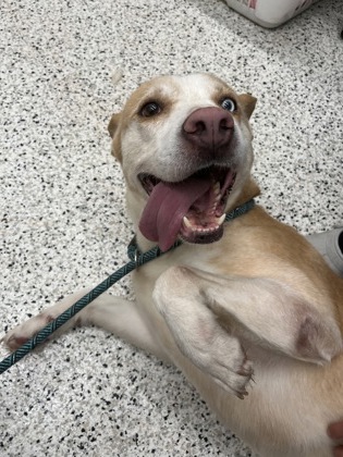Shelter Stray Male Dog last seen College Park, GA 30337, Atlanta, GA 30336