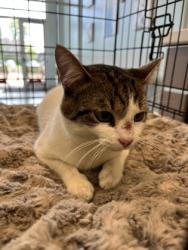 Shelter Stray Unknown Cat last seen Fishers, IN 46038, Fishers, IN 46038