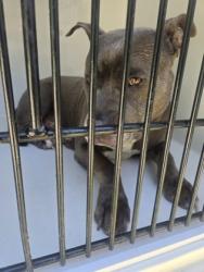 Shelter Stray Male Dog last seen College Park, GA 30349, Atlanta, GA 30336