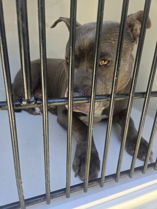 Shelter Stray Male Dog last seen College Park, GA 30349, Atlanta, GA 30336