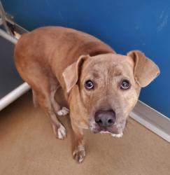 Shelter Stray Male Dog last seen Anderson, SC 29624, Anderson, SC 29622