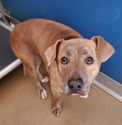 Shelter Stray Male Dog last seen Anderson, SC 29624, Anderson, SC 29622