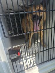 Shelter Stray Male Dog last seen College Park, GA 30349, Atlanta, GA 30336
