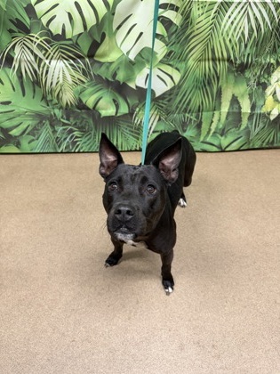 Shelter Stray Female Dog last seen Williamston, SC 29697, Anderson, SC 29622