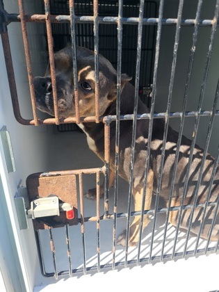 Shelter Stray Female Dog last seen Atlanta, GA 30331, Atlanta, GA 30336