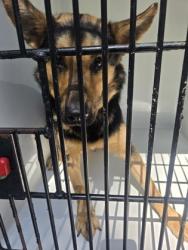 Shelter Stray Unknown Dog last seen College Park, GA 30349, Atlanta, GA 30336