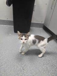 Shelter Stray Female Cat last seen Sevierville, TN 37862, Sevierville, TN 37862
