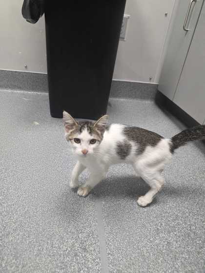 Shelter Stray Female Cat last seen Sevierville, TN 37862, Sevierville, TN 37862