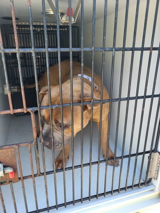 Shelter Stray Male Dog last seen Atlanta, GA 30331, Atlanta, GA 30336