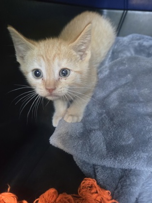 Shelter Stray Male Cat last seen Union City, GA 30291, Atlanta, GA 30336