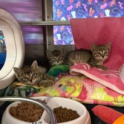 Shelter Stray Male Cat last seen Bowlavard Ave, Mc Farland, Village of, WI, 5132 Voges Rd, Madison, WI 53718, USA