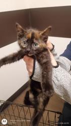 Shelter Stray Female Cat last seen Atlanta, GA , Atlanta, GA 30336