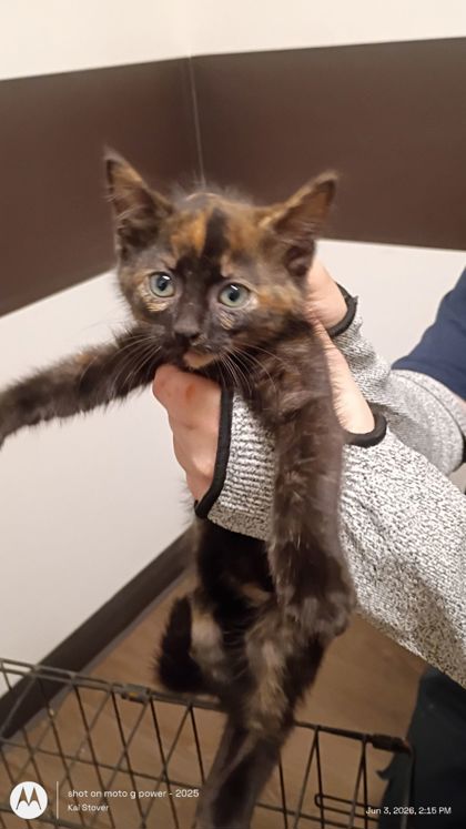 Shelter Stray Female Cat last seen Atlanta, GA , Atlanta, GA 30336