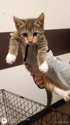 Shelter Stray Female Cat last seen Atlanta, GA , Atlanta, GA 30336
