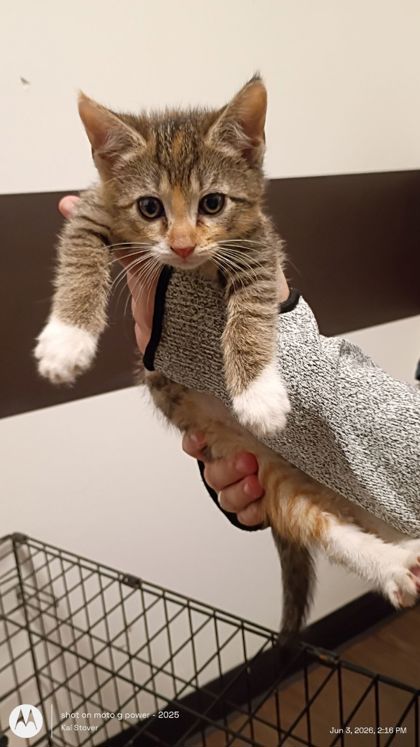 Shelter Stray Female Cat last seen Atlanta, GA , Atlanta, GA 30336