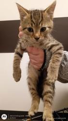 Shelter Stray Male Cat last seen Atlanta, GA , Atlanta, GA 30336