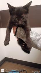 Shelter Stray Male Cat last seen Atlanta, GA , Atlanta, GA 30336