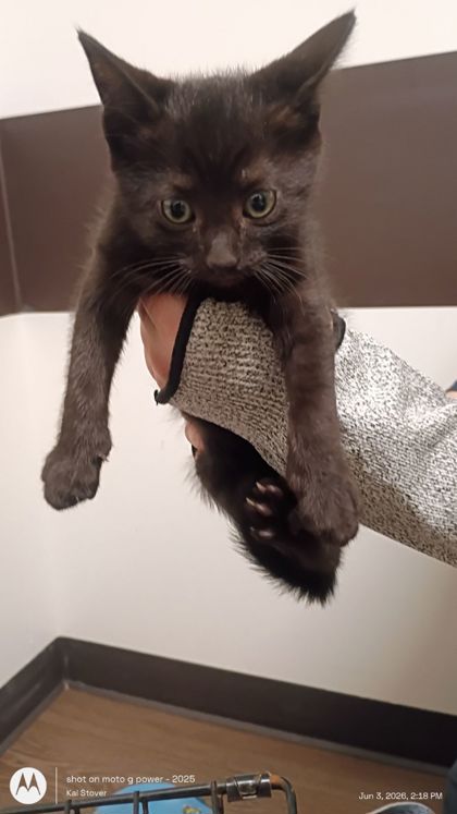 Shelter Stray Male Cat last seen Atlanta, GA , Atlanta, GA 30336