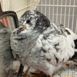 Shelter Stray Unknown Pigeon last seen Madison, WI , Madison, WI 53718