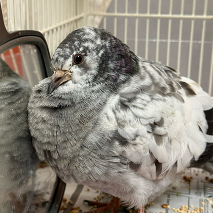 Shelter Stray Unknown Pigeon last seen Madison, WI , Madison, WI 53718
