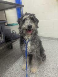 Shelter Stray Female Dog last seen Powell, TN 37849, Knoxville, TN 37919