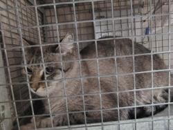 Shelter Stray Male Cat last seen Near N Magnolia Dr, 70714, LA, Baton Rouge, LA 70820