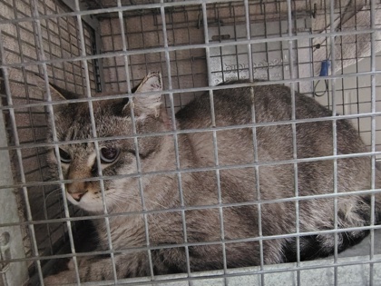 Shelter Stray Male Cat last seen Near N Magnolia Dr, 70714, LA, Baton Rouge, LA 70820