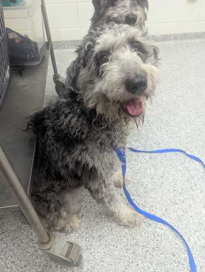 Shelter Stray Female Dog last seen Powell, TN 37849, Knoxville, TN 37919