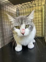 Shelter Stray Male Cat last seen Knoxville, TN 37912, Knoxville, TN 37919