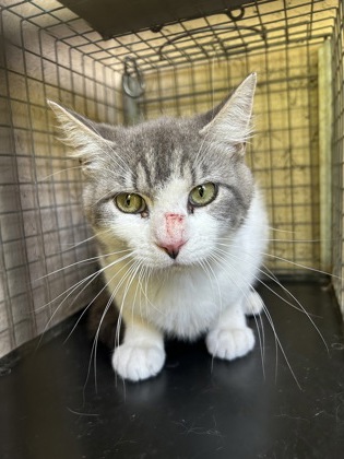 Shelter Stray Male Cat last seen Knoxville, TN 37912, Knoxville, TN 37919