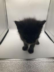 Shelter Stray Male Cat last seen Knoxville, TN 37938, Knoxville, TN 37919