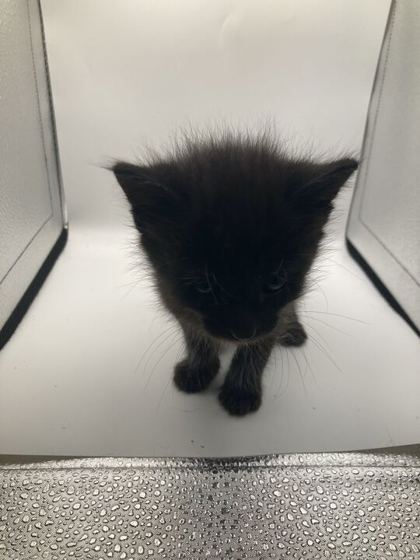 Shelter Stray Male Cat last seen Knoxville, TN 37938, Knoxville, TN 37919