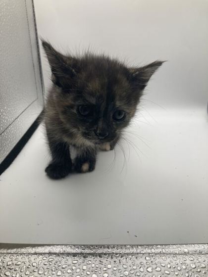 Shelter Stray Female Cat last seen Knoxville, TN 37938, Knoxville, TN 37919