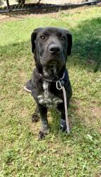 Shelter Stray Male Dog last seen Near Rolling Trl, Lithonia, GA 30058, 30058, GA, Atlanta, GA 30341