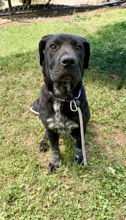 Shelter Stray Male Dog last seen Near Rolling Trl, Lithonia, GA 30058, 30058, GA, Atlanta, GA 30341
